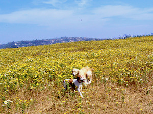 In the daisies