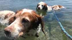 We’re water dogs!