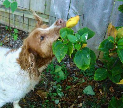 Lexie eating Hibiscus