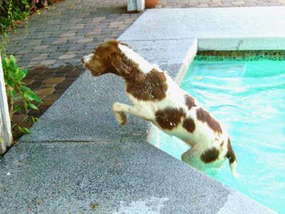 Tango exiting the pool