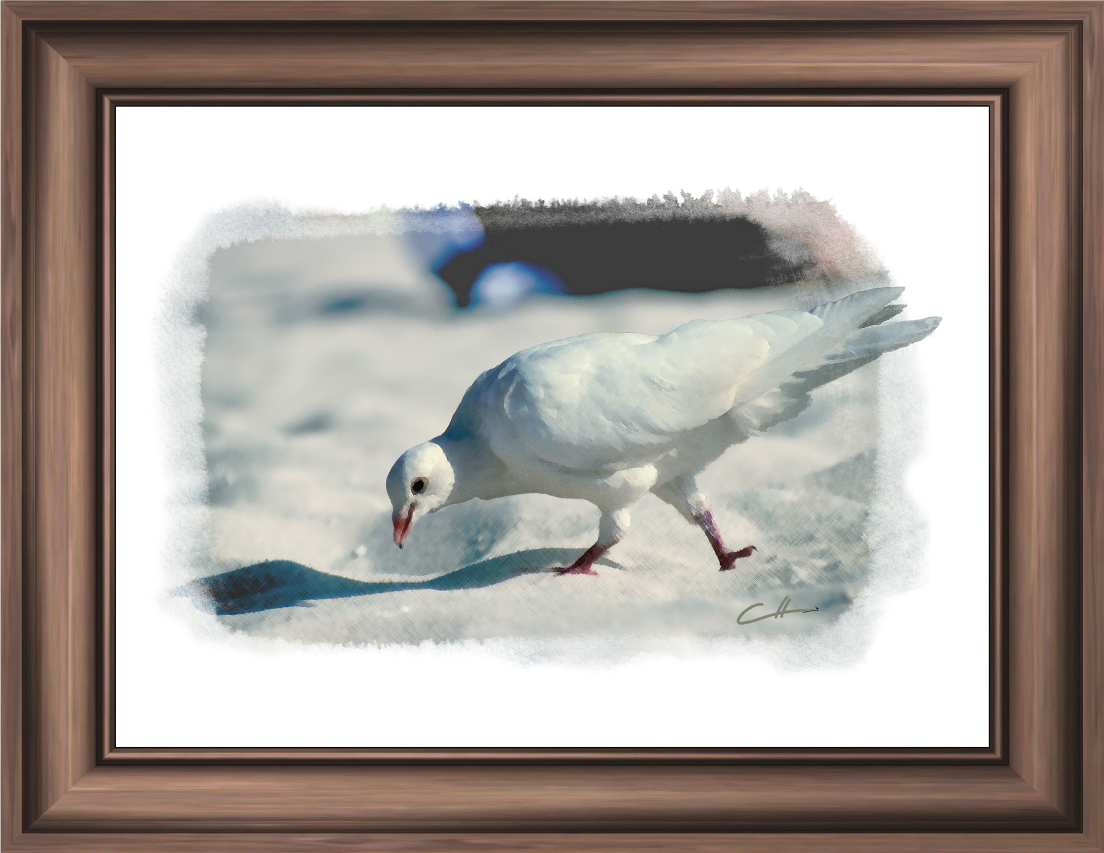 Dove On Beach – Watercolor