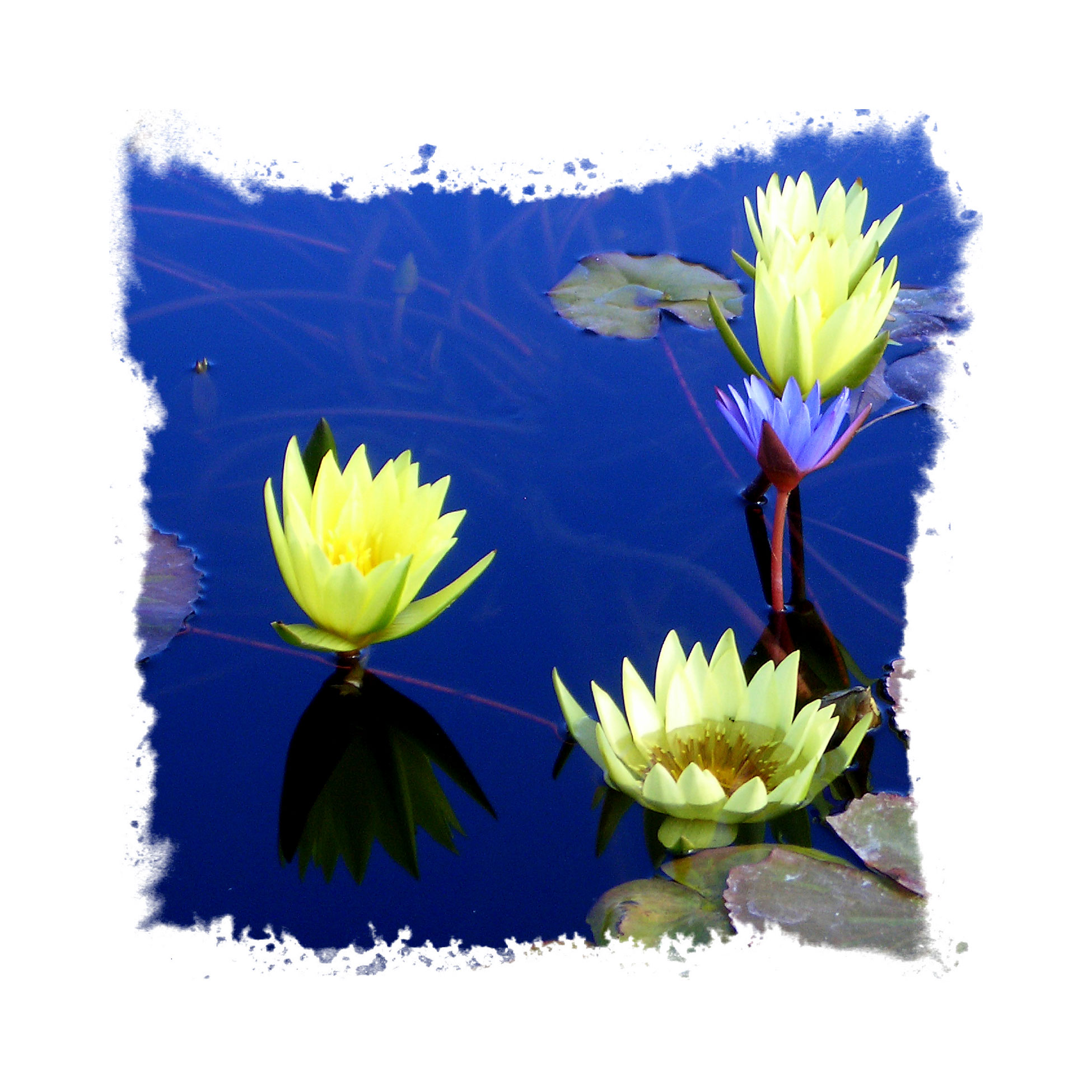 Lilies of The Pond - Original art by David Crellen