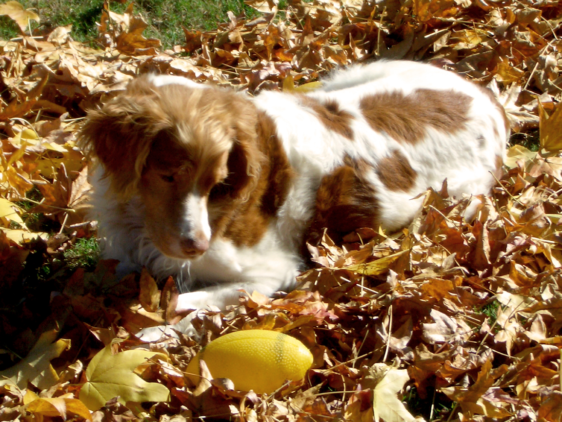 Mona in fall leaves with her ball - photo by David Crellen