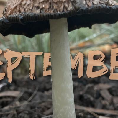 September Mushrooms - Photo art by David Crellen