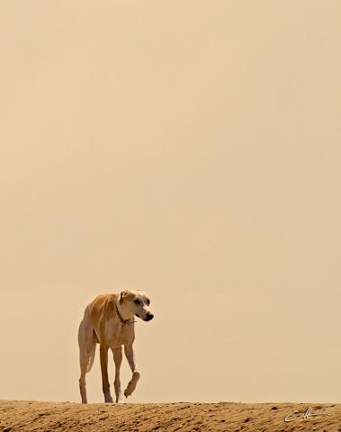 Lone Hound - original art by David Crellen