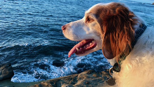 Tango loves the ocean