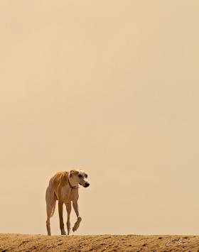 Lone Hound - photograph by David Crellen